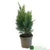 Chamaecyparis Lawsonia 'Columnaris Glauca' Conifer 3Ltr Pot 2 Chamaecyparis Lawsonia 'Columnaris Glauca' Conifer 3Ltr Pot -Outdoor Garden Care Store 5055028608573