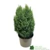 Chamaecyparis Lawsoniana 'Snow White' Conifer 5Ltr Pot -Outdoor Garden Care Store 5055028609204