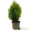 Platycladus Orientalis 'Aurea Nana' Conifer 3Ltr Pot -Outdoor Garden Care Store 5055028611450 39840ba5 80e2 4a2b bcc9 794210773027