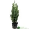 Chamaecyparis Lawsoniana 'White Spot' Conifer 3Ltr Pot -Outdoor Garden Care Store 5055028612464 89e1d63b 3abc 4430 b905 9ff33733196f