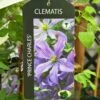 Clematis 'Prince Charles' 2Ltr Pot -Outdoor Garden Care Store 5055028613928