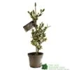 Ilex Aquifolium 'Ferox Argentea' Silver Hedgehog Holly 3Ltr Pot -Outdoor Garden Care Store 5055028616660