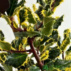 Ilex Aquifolium 'Ferox Argentea' Silver Hedgehog Holly 3Ltr Pot -Outdoor Garden Care Store 5055028616660 2