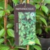 Parthenocissus 'Henryana' Chinese Virginia Creeper Climber 3Ltr Pot -Outdoor Garden Care Store 5055028617940