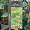 Lonicera 'Mandarin' Honeysuckle Climber 3Ltr Pot -Outdoor Garden Care Store 5055028618046