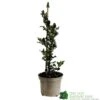 Ilex X Meserveae 'Blue Angel' Holly 3Ltr Pot -Outdoor Garden Care Store 5055028622722 f02d8215 8085 4111 af2c 5c963f3f37f4