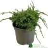 Juniper 'Holger' 3Ltr Pot -Outdoor Garden Care Store 5055028641969