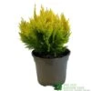 Chamaecyparis Lawsonia 'Winston Churchill' Conifer 3Ltr Pot -Outdoor Garden Care Store 5055028642621
