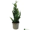Chamaecyparis Lawsoniana 'Wisselii' 3Ltr Pot -Outdoor Garden Care Store 5055028643017