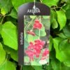 Akebia 'Tifoliata' Chocolate Vine 3Ltr Pot 1 Akebia 'Tifoliata' Chocolate Vine 3Ltr Pot -Outdoor Garden Care Store 5055028643710