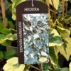Hedera Dentata 'Variegata' Climber 3Ltr Pot -Outdoor Garden Care Store 5055028647817