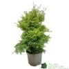 Conifer 'Squarrosa Sulphurea' Chamaecyparis Cypress 3Ltr Pot -Outdoor Garden Care Store 5055028657762