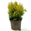 Thuja Plicata 'Goldy' Conifer 3Ltr Pot -Outdoor Garden Care Store 5055028658059 6dcaeab1 6b48 44b1 9b35 3468f22511c8