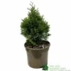 Thuja Occidentalis 'Smaragd' White Cedar Conifer 3Ltr Pot 2 Thuja Occidentalis 'Smaragd' White Cedar Conifer 3Ltr Pot -Outdoor Garden Care Store 5055028659421 b637aabe aaf6 4e58 93af 92308458436e