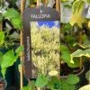 Fallopia 'Baldschuanica' Russian Vine Climber 3Ltr Pot -Outdoor Garden Care Store 5055028663237