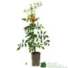 Campsis Grandiflora ‘Tropical Summer’ 3Ltr Pot -Outdoor Garden Care Store 5055028667594 2a94b51d 241a 4f47 a150 6c1bc118002c