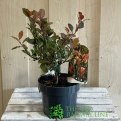 Photinia X Fraseri 'Little Red Robin' 3Ltr Pot (NL) -Outdoor Garden Care Store 5055286310355 2