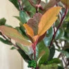 Photinia X Fraseri 'Little Red Robin' 3Ltr Pot (NL) -Outdoor Garden Care Store 5055286310355 3