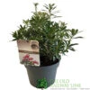 Pieris 'Polar Passion' 3Ltr Pot (NL) -Outdoor Garden Care Store 5055286310560