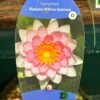 Water Lily Nymphaea Madame Wilfron Gonnere Pond Plant 3Ltr Pot -Outdoor Garden Care Store 755598910261