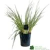 Pampas Grass 'Selloana Pumila' Cortaderia 23cm Pot 1 Pampas Grass 'Selloana Pumila' Cortaderia 23cm Pot -Outdoor Garden Care Store 8712756595342 f9fde825 fb9c 4de1 be88 853b6caf120a