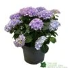 Hydrangea Macrophylla 'Mophead Blue' 5Ltr Pot -Outdoor Garden Care Store 8717432165819