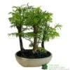 Bonsai 'Metasequoia' 15cm Round Pot -Outdoor Garden Care Store 8717432989422