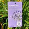 Agapanthus 'Summer Love Blue' 2Ltr Pot -Outdoor Garden Care Store 8718838011465