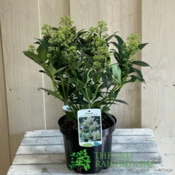 Skimmia Japonica 'Fragrant Cloud' 2Ltr Pot (NL) -Outdoor Garden Care Store 8718985102719 2