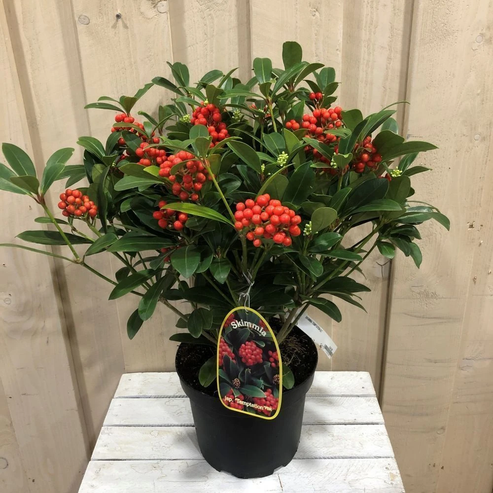 Skimmia Japonica 'Temptation' 2Ltr Pot (NL) 4 Skimmia Japonica 'Temptation' 2Ltr Pot (NL) - Image 2