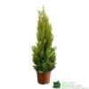 Cupressus Goldcrest 'Wilma' Pyramid 23cm Pot (NL) -Outdoor Garden Care Store 8718985830919 dddf7b2d 8ab5 4fb4 b8dc da67bfd9d59a