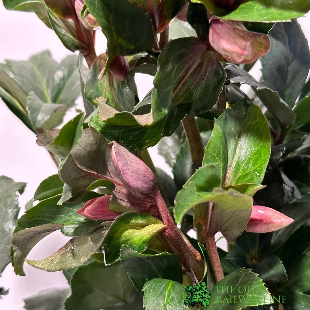 Hellebore 'Angel Glow' Helleborus Plant 3Ltr Pot 4 Hellebore 'Angel Glow' Helleborus Plant 3Ltr Pot - Image 2