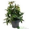 Helleborus ? Sahinii 'Winterbells' Hellebore 3Ltr Pot -Outdoor Garden Care Store 8719323105270