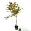 Syringa Microphylla Lilac Standard 3Ltr Pot 1 Syringa Microphylla Lilac Standard 3Ltr Pot -Outdoor Garden Care Store 8719323111707
