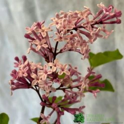 Syringa Microphylla Lilac Standard 3Ltr Pot 5 Syringa Microphylla Lilac Standard 3Ltr Pot -Outdoor Garden Care Store 8719323111707 2