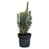 Euonymus Japonicus 'White Spire' Plant 2Ltr Pot (NL) -Outdoor Garden Care Store 8719323606203