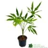 Fatsia Polycarpa 'Green Fingers' 2Ltr Pot 2 Fatsia Polycarpa 'Green Fingers' 2Ltr Pot -Outdoor Garden Care Store 8719323730861