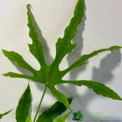 Fatsia Polycarpa 'Green Fingers' 2Ltr Pot -Outdoor Garden Care Store 8719323730861 2