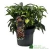 Hellebore 'Dacaya' Helleborus Plant 3Ltr Pot -Outdoor Garden Care Store 8719323773011