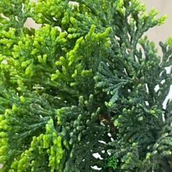 Bonsai Tree 'Chamaecyparis' Outdoor Bonsai 20cm Pot -Outdoor Garden Care Store 8719562861814 3