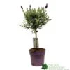 Lavandula 'Anouk' Lavender Tree 15cm Pot -Outdoor Garden Care Store 8720496288905