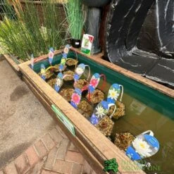 Water Lily Nymphaea Madame Wilfron Gonnere Pond Plant 3Ltr Pot -Outdoor Garden Care Store waterlilydisplay 41cec724 f368 4d4c acc5 f8959e9de880