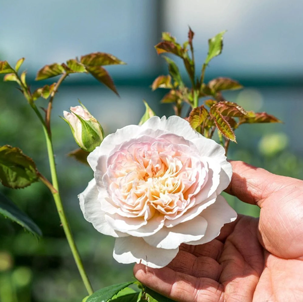 Outdoor Garden Care Store -Outdoor Garden Care Store 0d033bc600c4e76e928cc6a1e4a916c5