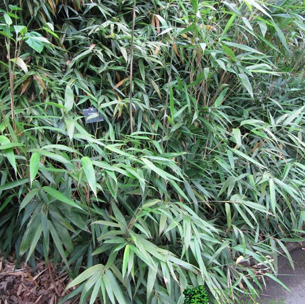 Outdoor Garden Care Store -Outdoor Garden Care Store gvjgvj